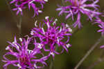 Tall ironweed